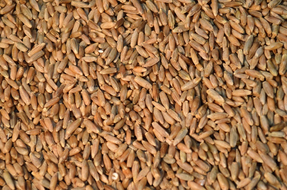 Hazlet Fall Rye Cereal Rye (Hazlet) – Green Cover