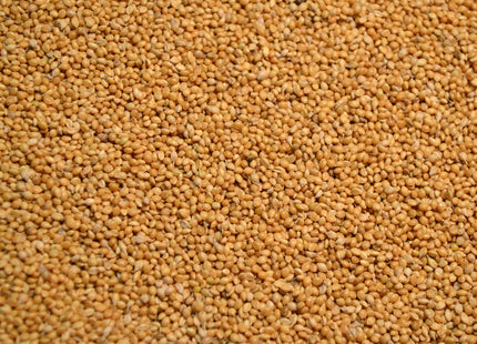 German Millet (Golden)
