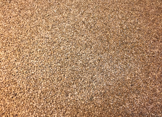 Japanese Millet