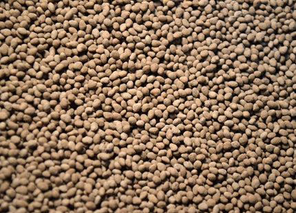 Red Clover (Medium) - OMRI Inoculated