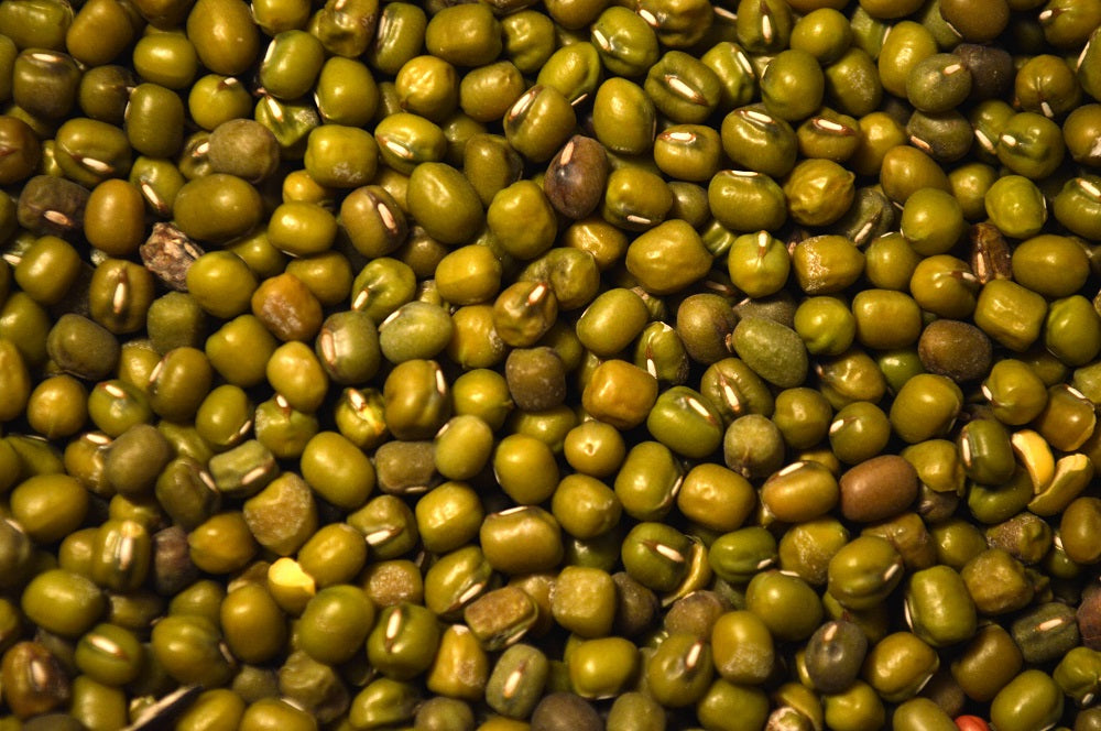 mung bean seeds for planting Mung Beans – Green Cover
