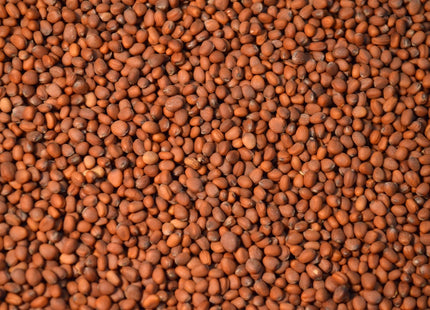 Radish (Nitro)