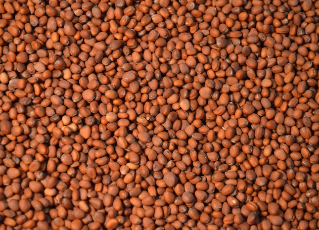 Radish (Nitro)