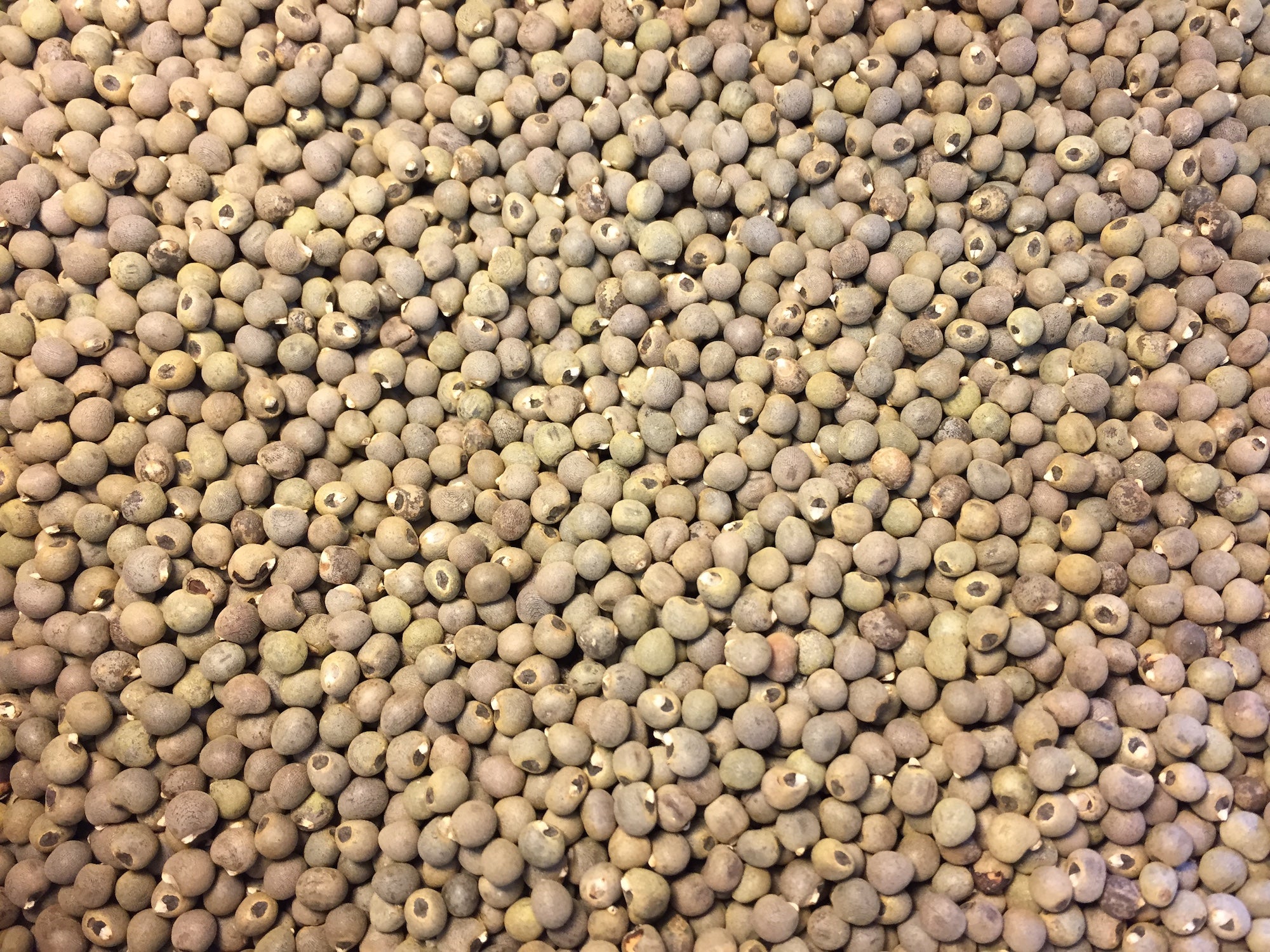 plant okra seed Okra (Clemson Spineless 80) – Green Cover