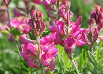 Perennial Pollinator