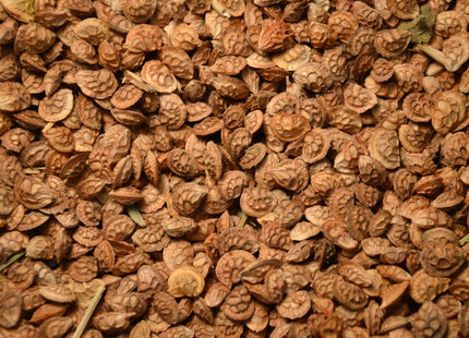 Sainfoin (Shoshone)