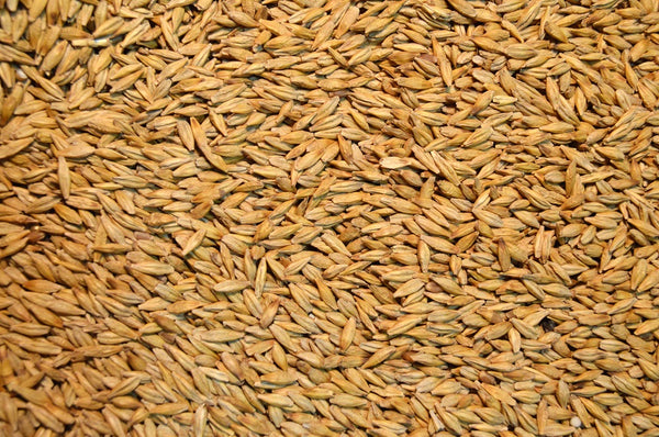 Spring Forage Barley (Lavina)