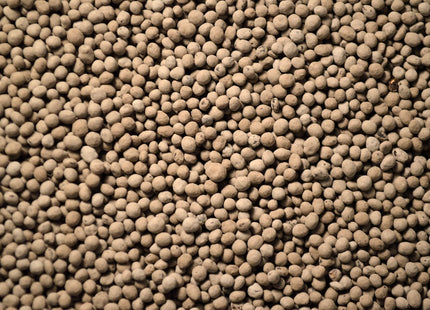 Subterranean Clover