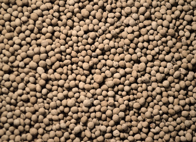 Subterranean Clover