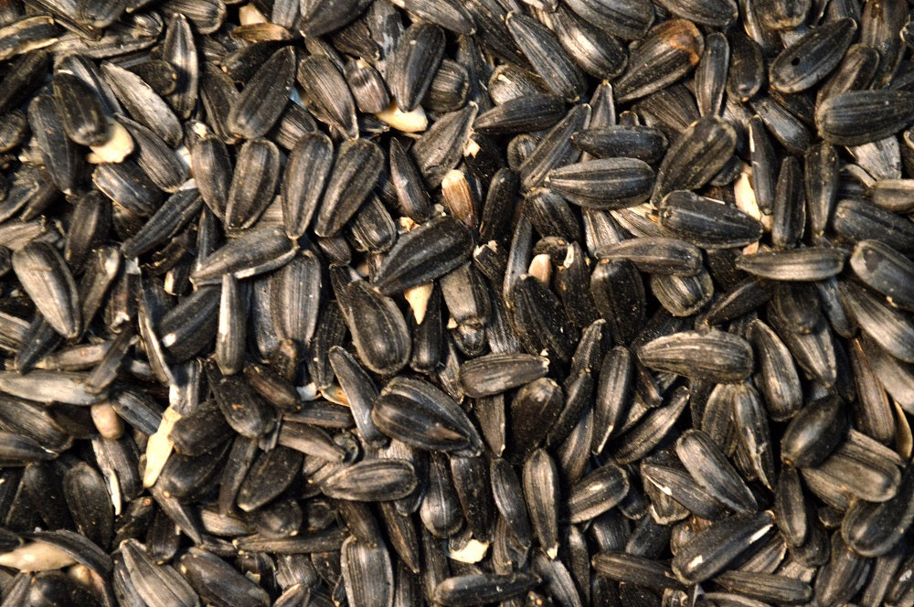peredovik sunflower seeds for planting Sunflower (Peredovik Type) – Green Cover