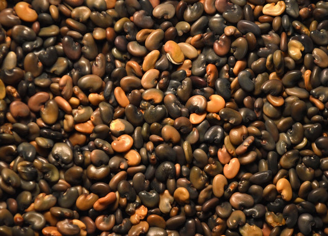 Sunn Hemp (Crescent Sunn)