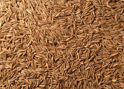 Tall Fescue (Estancia) - Arkshield Coated