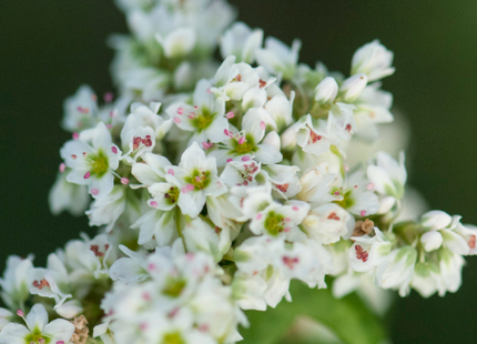 Warm Season Pollinator