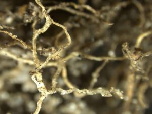 a close up of bare roots in the soil. There is no protection from the microbial quorum to stop pests and diseases