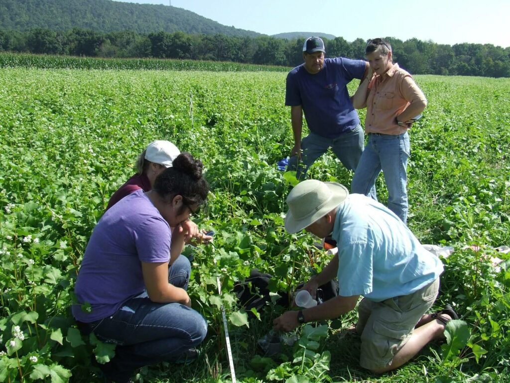 group of people doing an infiltration test in a field of cover crops