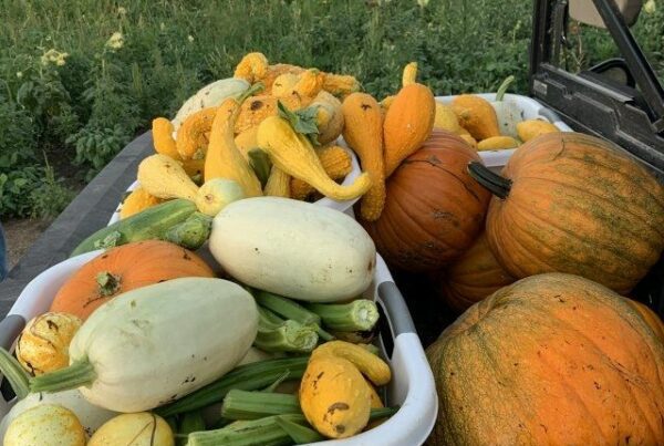 Milpa Garden Produce