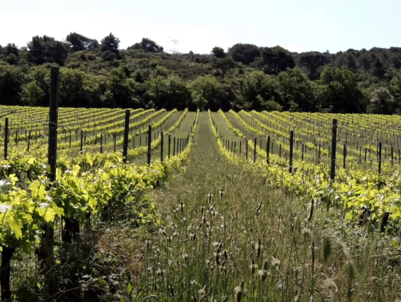 Dr. Christine Jones – Cover Crops for Carbon Capture in Orchards and Vineyards S4_E4