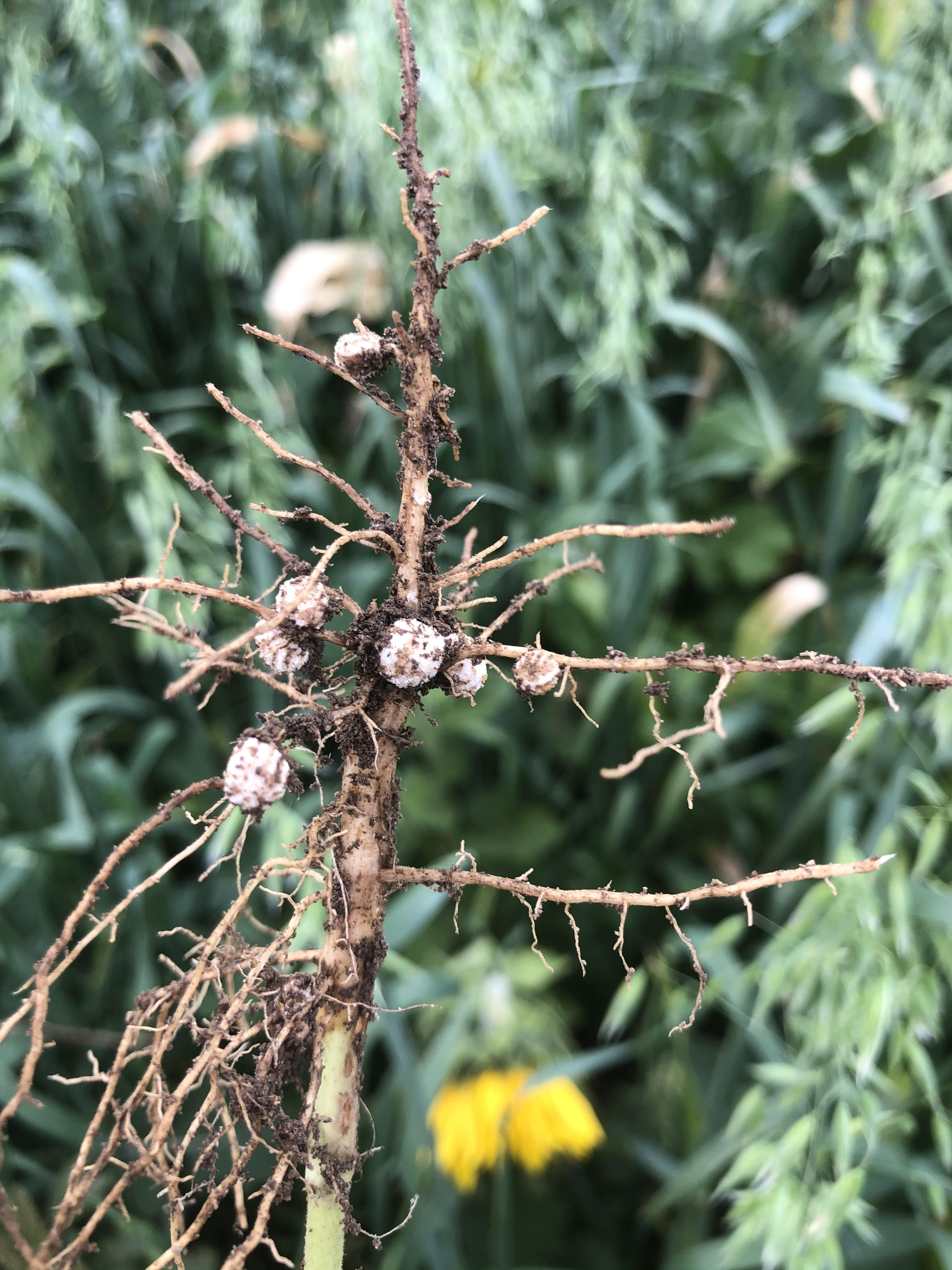 FAQ – How much nitrogen will this cover crop produce?