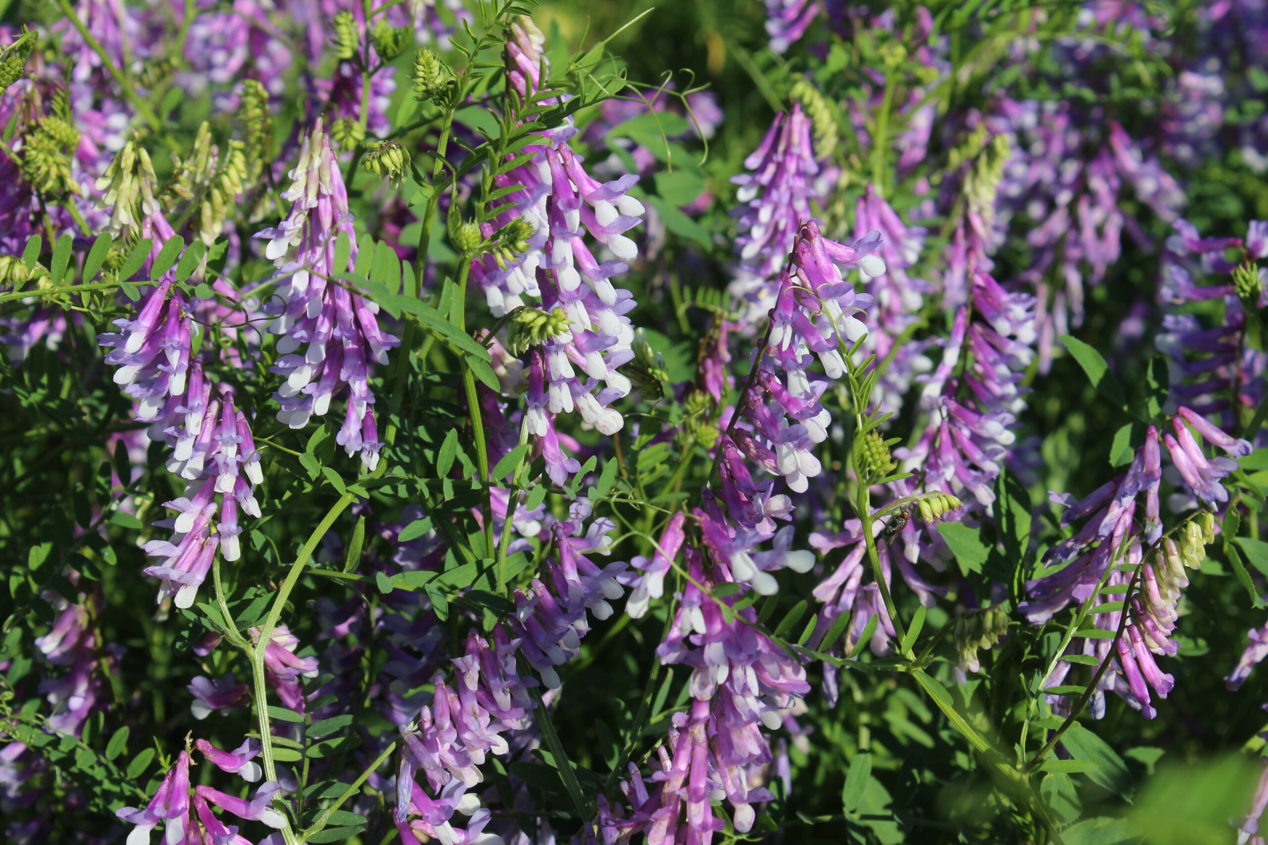 Hairy Vetch Seed