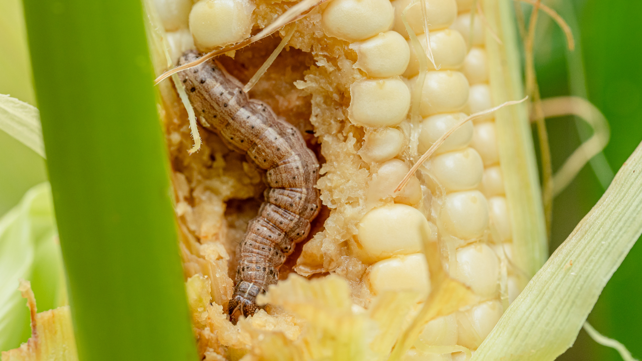 Get Off The Armyworm Treadmill