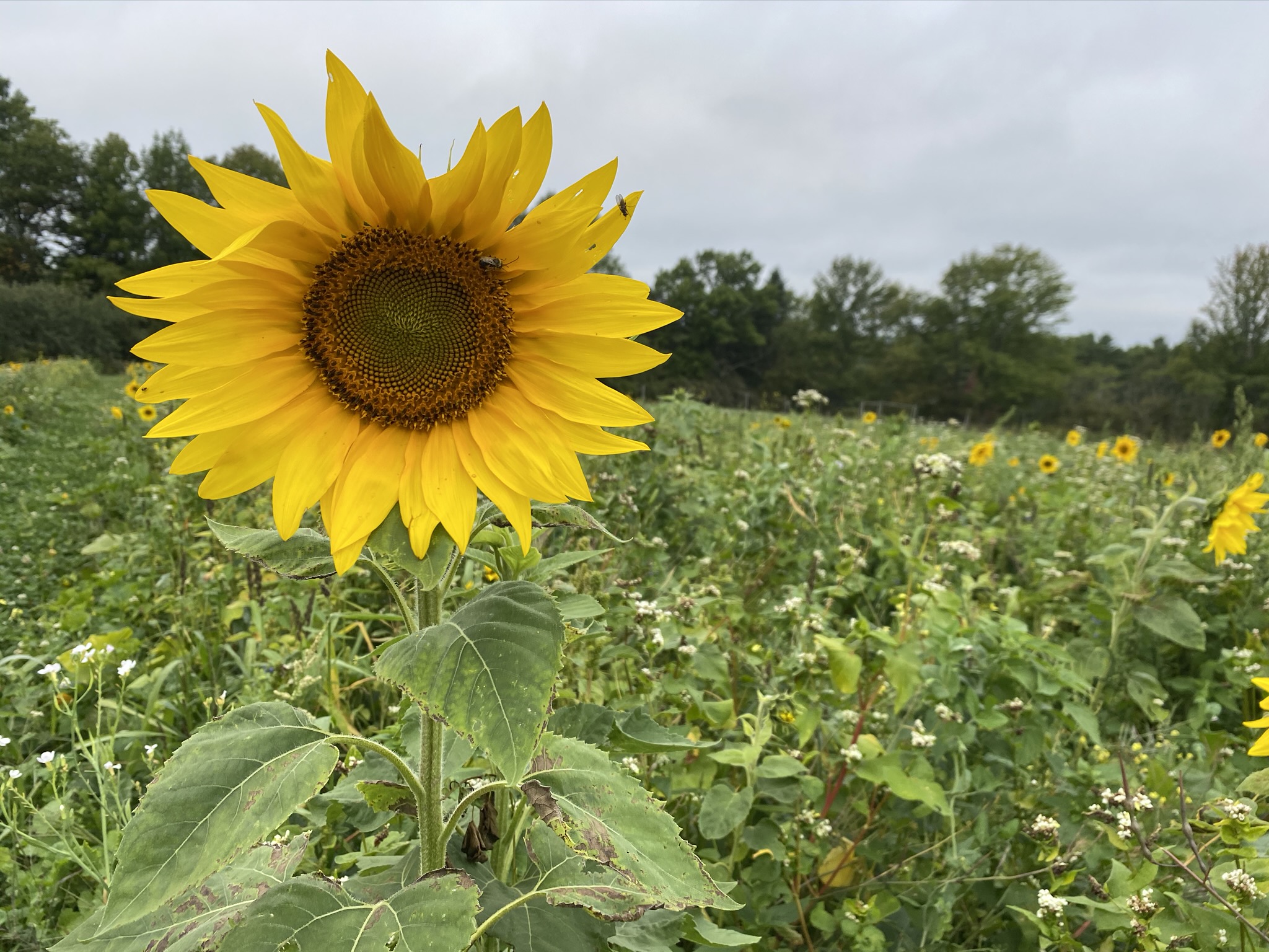 Milpa Garden Sunflower