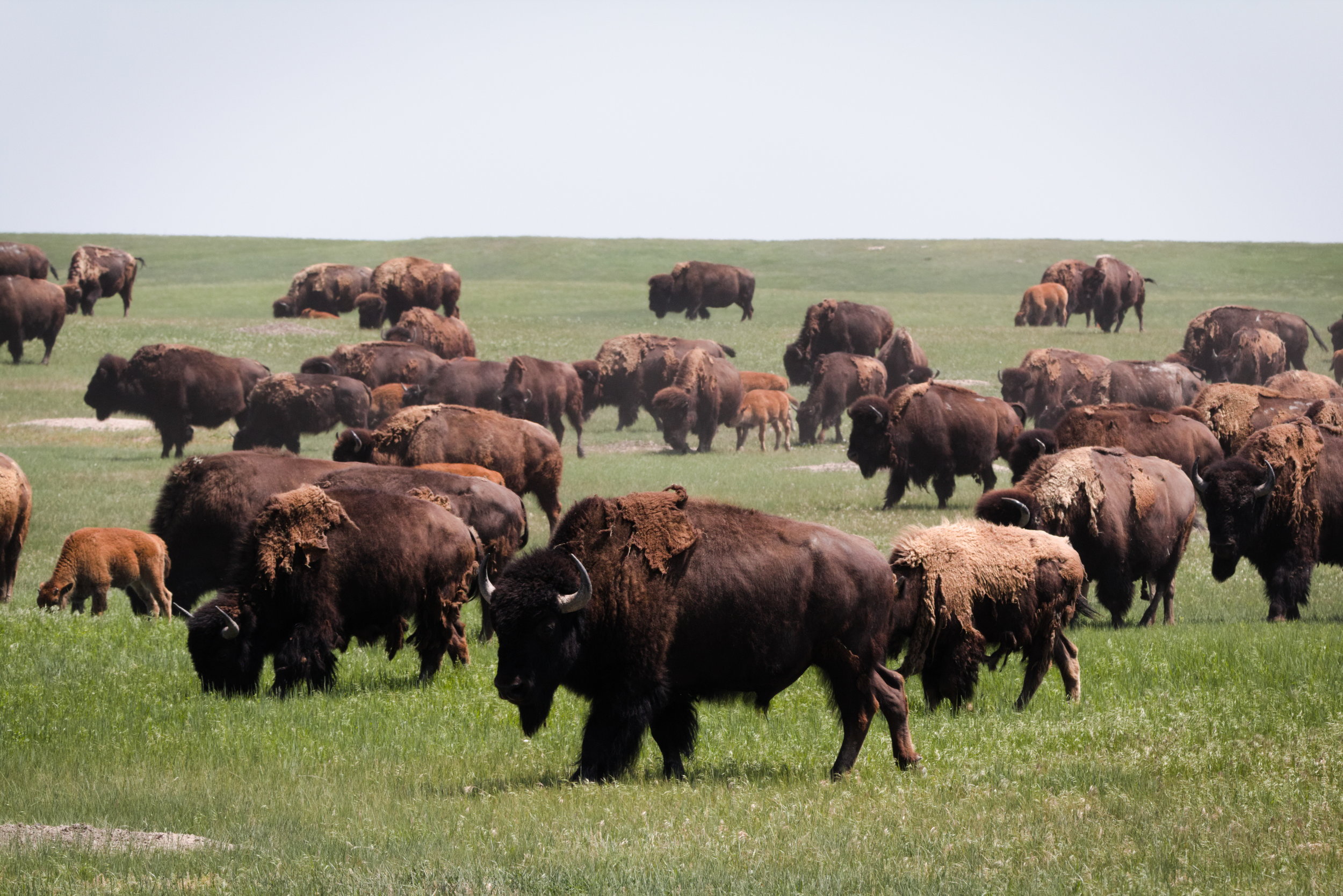 Regenerating the Land with Bison