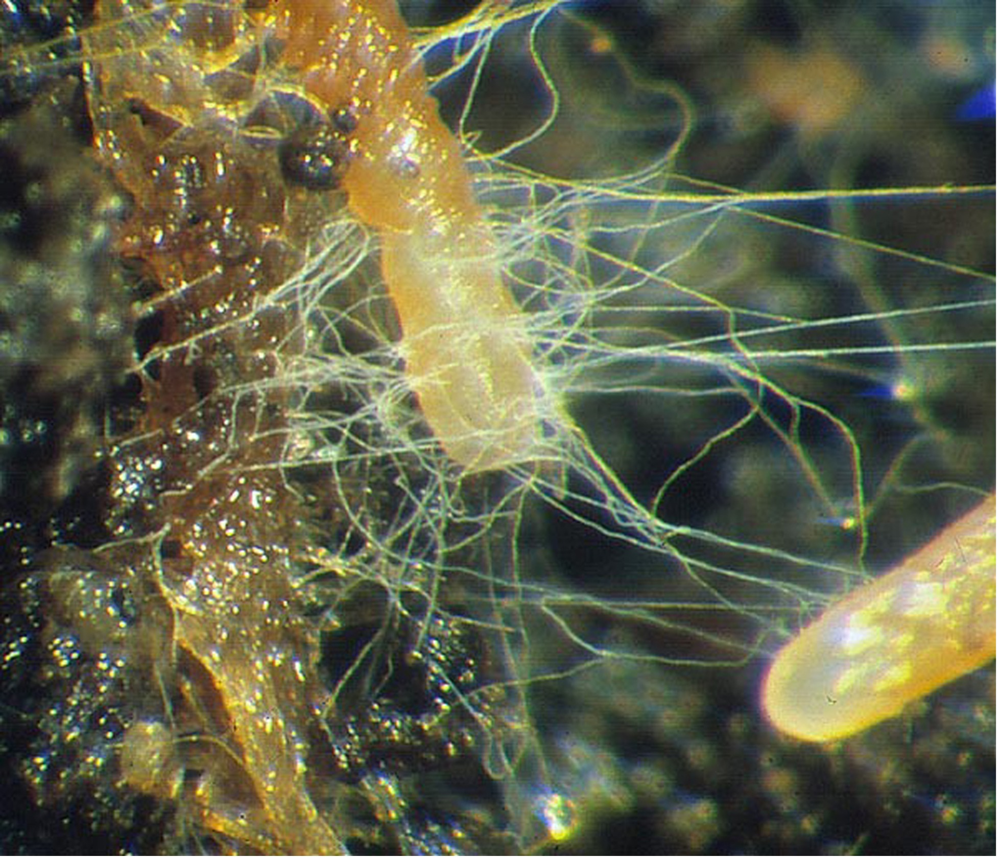 Everything You Ever Needed To Know About Mycorrhizal Fungi