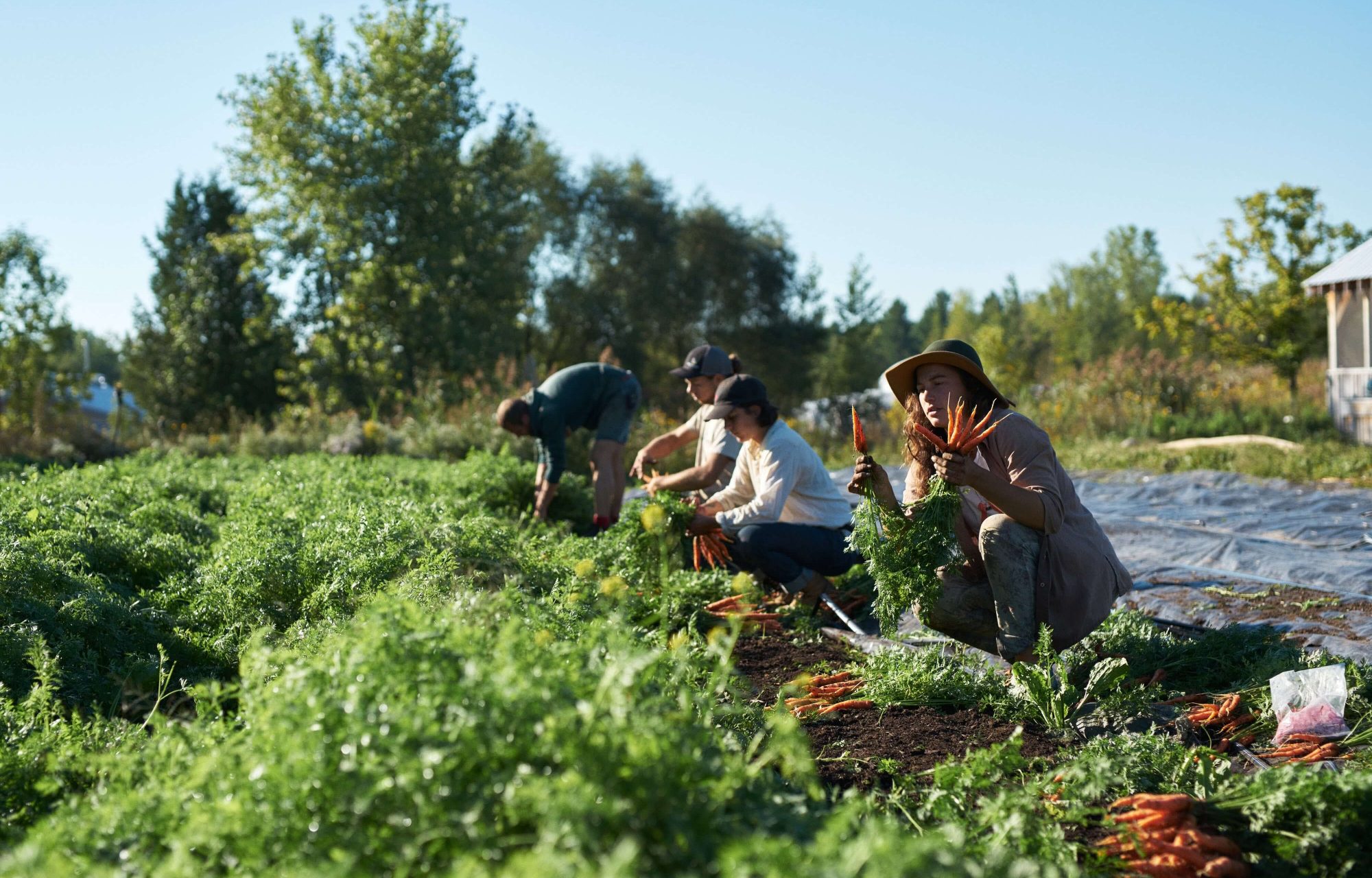 cover crops in a market garden