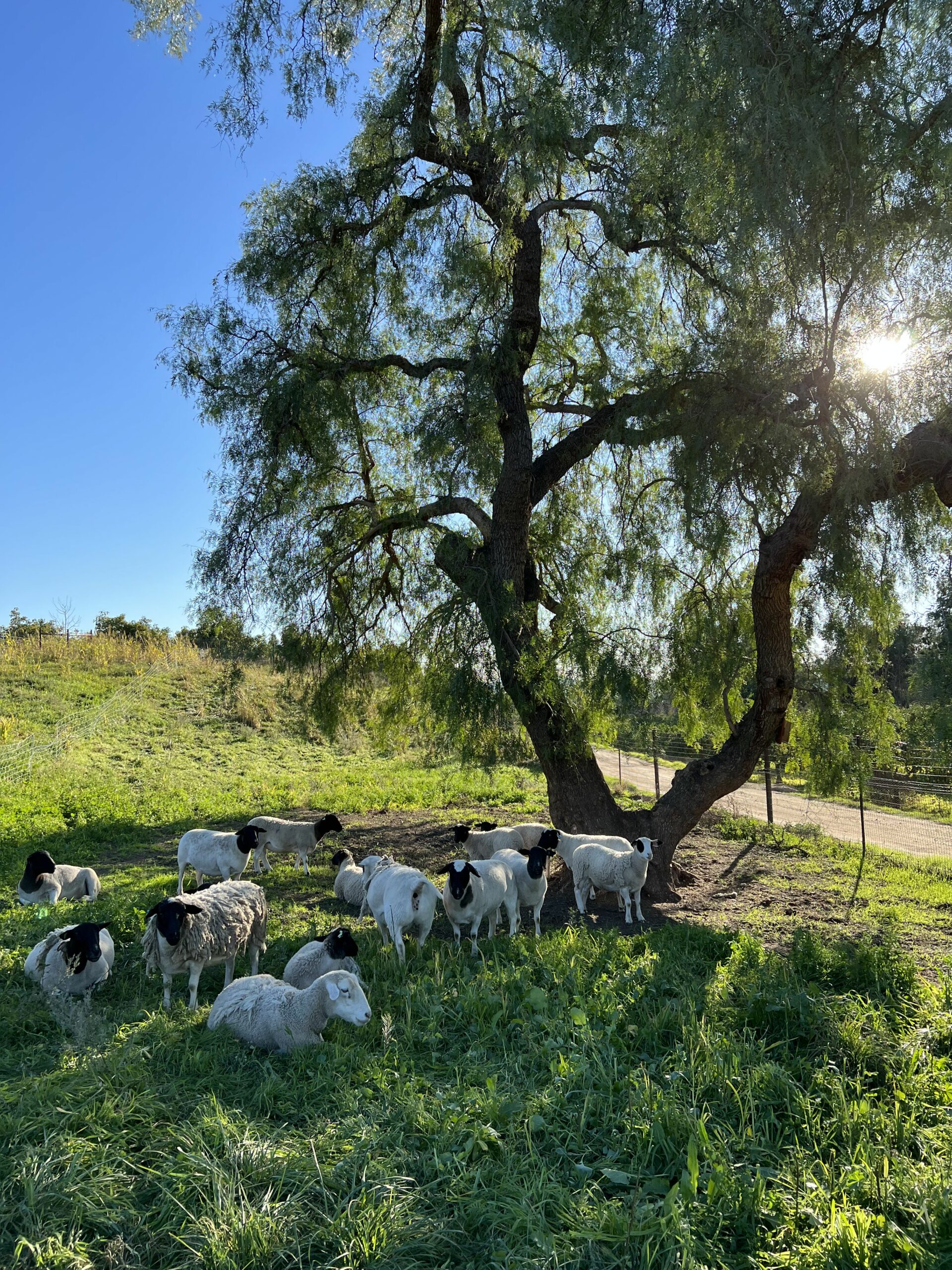 Spring forage options to take advantage of this year’s moisture