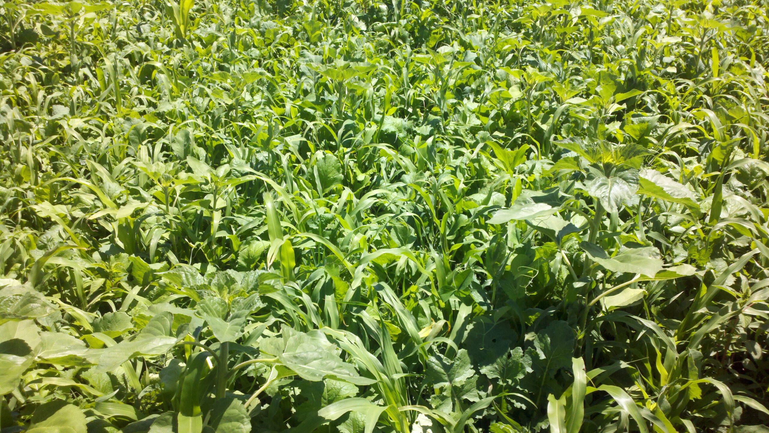 What Should Go in Your Spring Forage Mix?