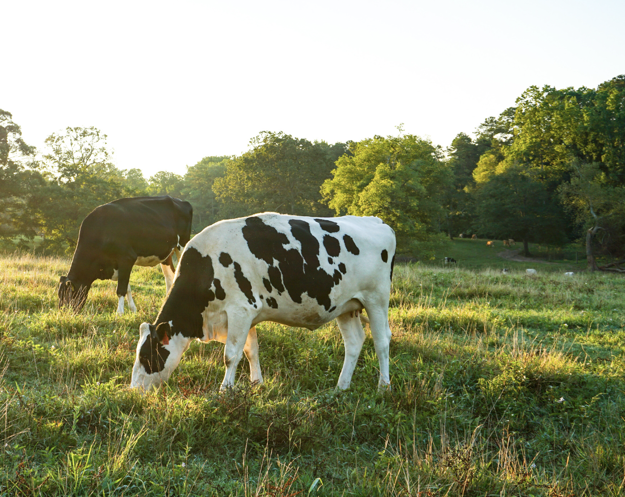 Your spring forage mix is planted, now what?