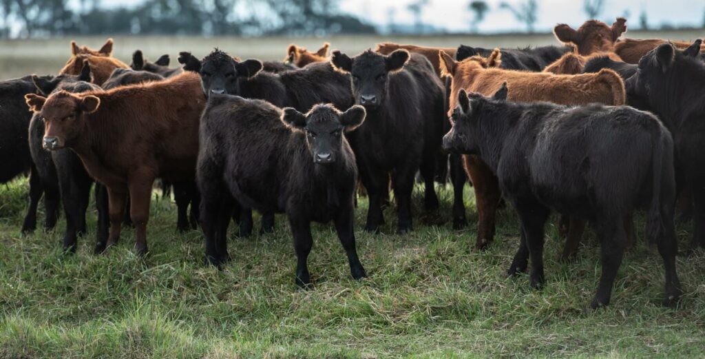 red and black calves graze one of Grotegut's perennial pastures