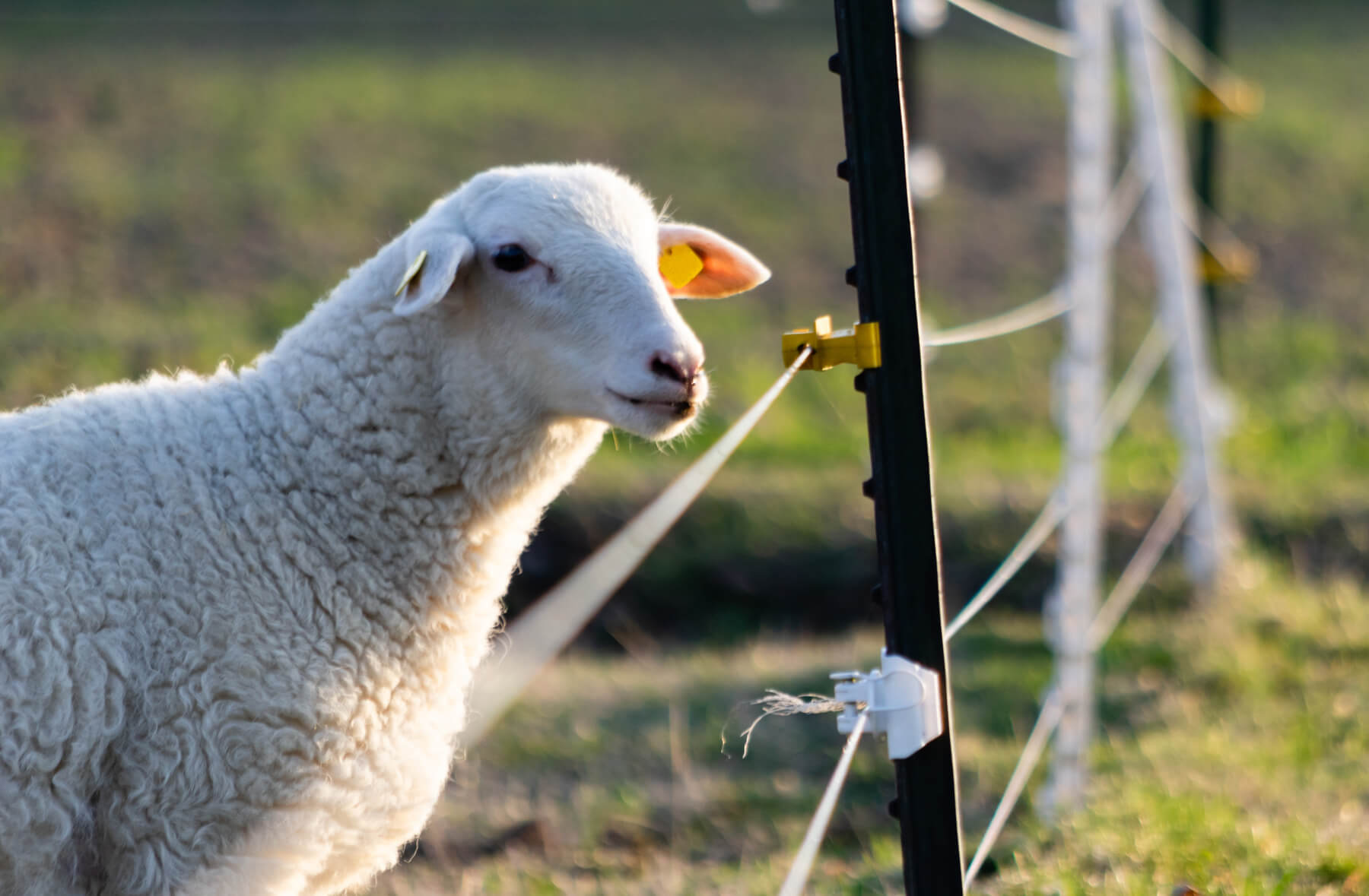 A white sheep looks out into the distance through a three-wired electric fence