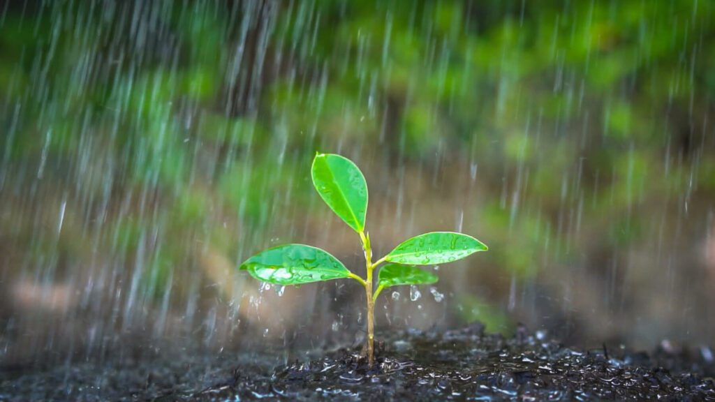 Small plant growing in the rain