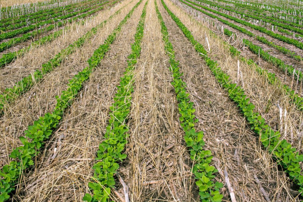 Soybeans 6 inches tall growing through a thick matt of residue. The first of the soil health principles is to keep the ground covered