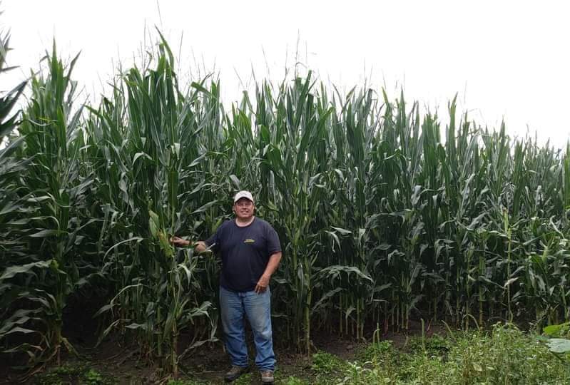 Kevin Fulton standing in front of lush, organic corn over 12' shows the reward that comes from prioritizing profit over yields