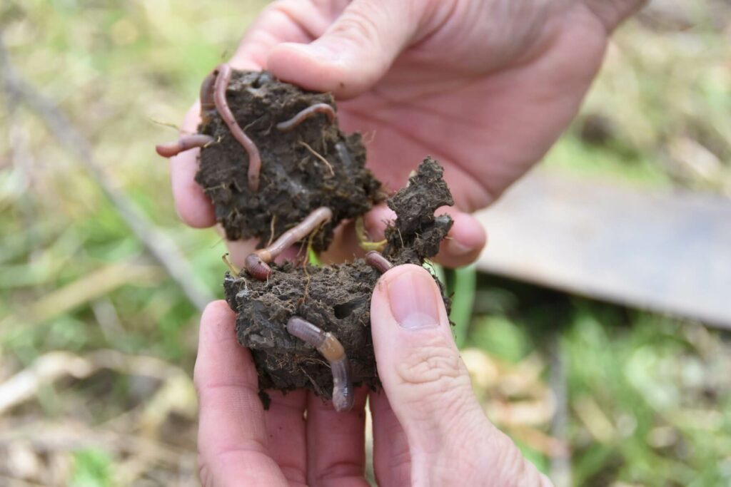 hands holding a soil aggregate that is full of earthworms