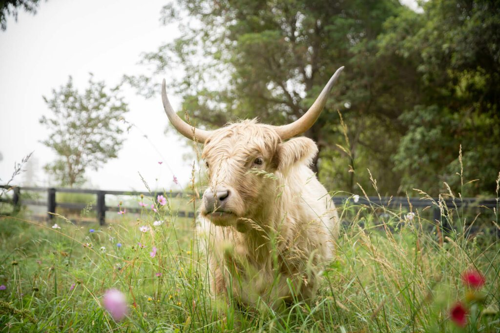 White Highlander cow grazing in a field of grasses, beneficial broadleaves, and legumes.