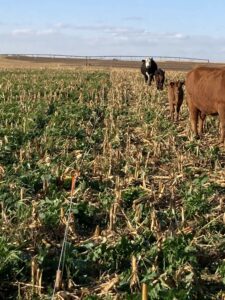 Livestock integration: cows grazing in a cornstalk field with a cover crop between the stubble
