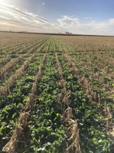 Line of brassicas planted between corn stubble in the fall