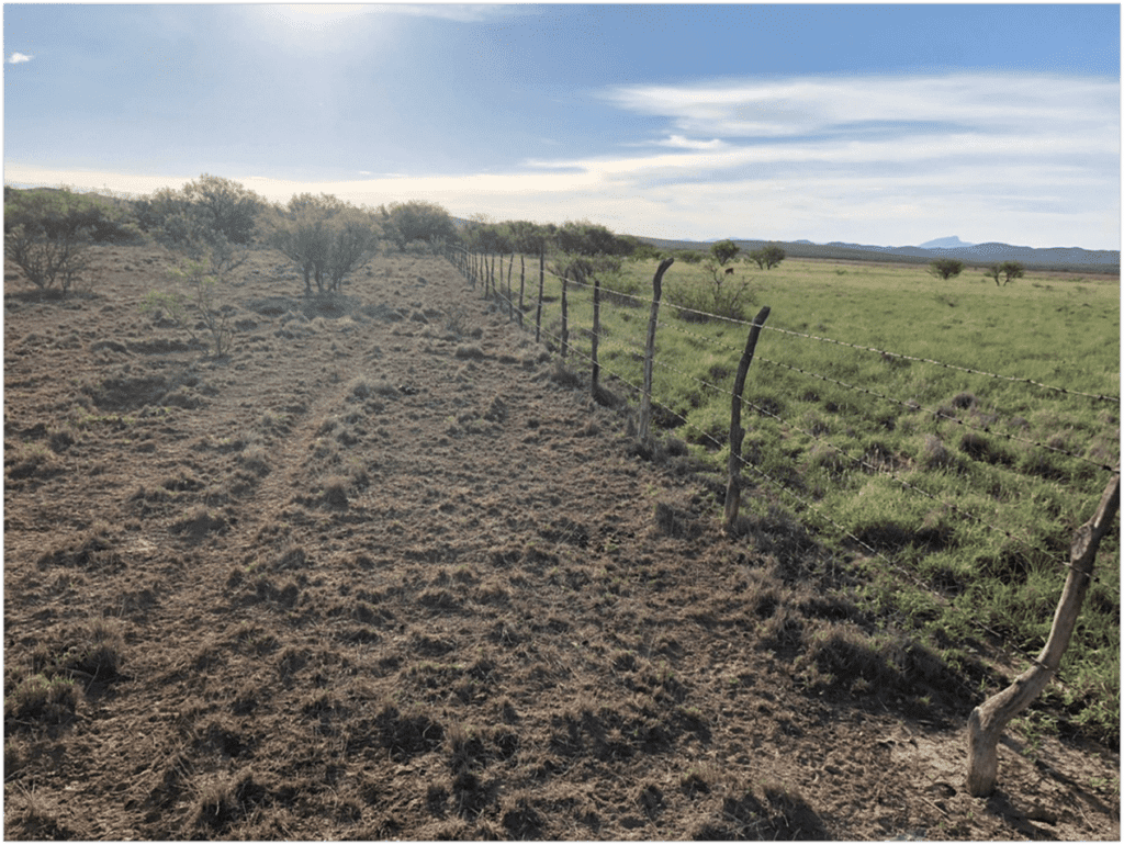 Fenceline picture showing little to no vegetation on the left side of the fence, but vigorous green grass across the fenceline on Rancho El Refugio.