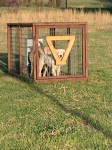 Dog looking out of the opening of its feeding pen, a box that allows dogs to eat while keeping goats out of the food