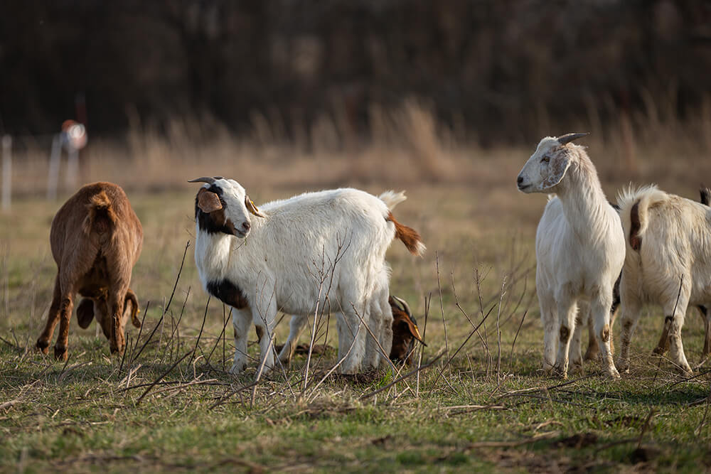 goats grazing brush as part of a diversified grazing livestock program.