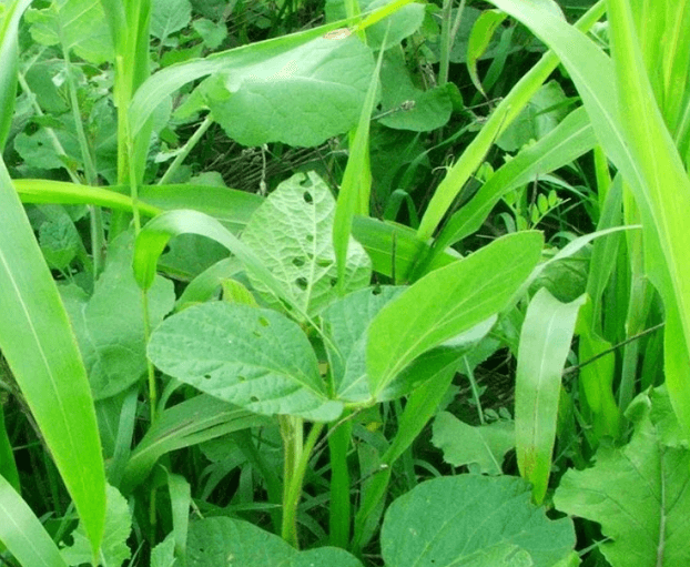 Bright green soybeans planted in a healthy cover crop stand
