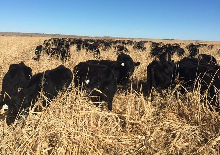 yearling cattle grazing a stockpiled field of cover crops. The grass is up to the calves' mouths.