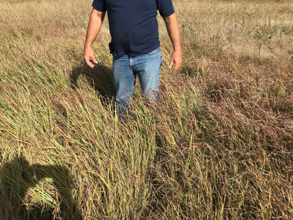 Big bluestem in Niswonger's pasture has grown above his knees after mob grazing 75 days prior to the picture.