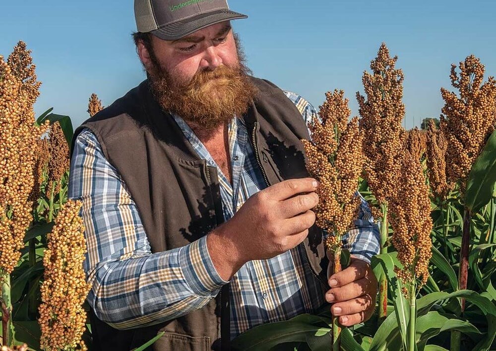 Austin Schweizer evaluates the seed head of his plants as he stands in a field of milo