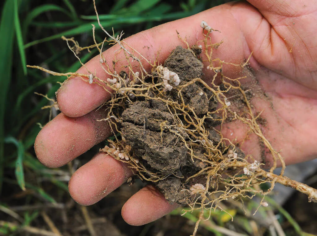 Roots of a plant have nodules on them. These nodules are home to nitrogen fixing bacteria called rhizobia