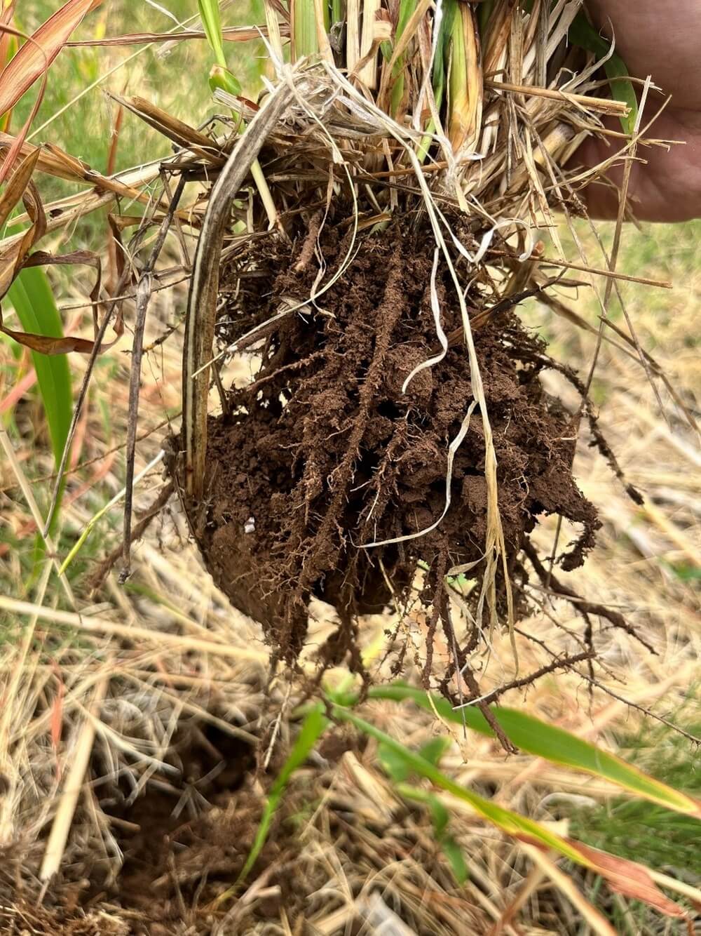 Soil Health Principles- Living Roots As Often As Possible