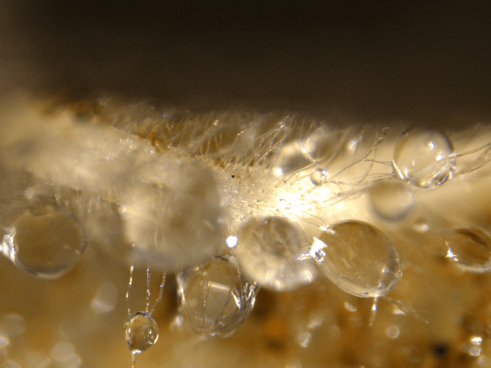 A closeup shows a plant root with droplets of liquid carbon on its root hairs